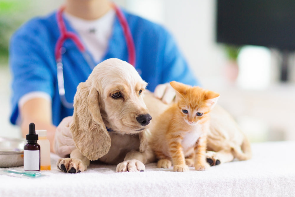 3 Things to Know About Our Veterinary Compounding Pharmacy